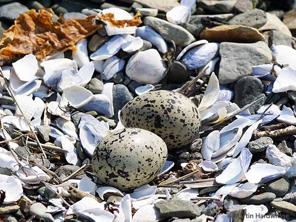 oyster catcher eggs